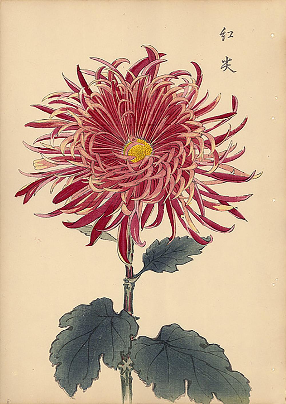 Chrysanthemum Woodblock Print - 24