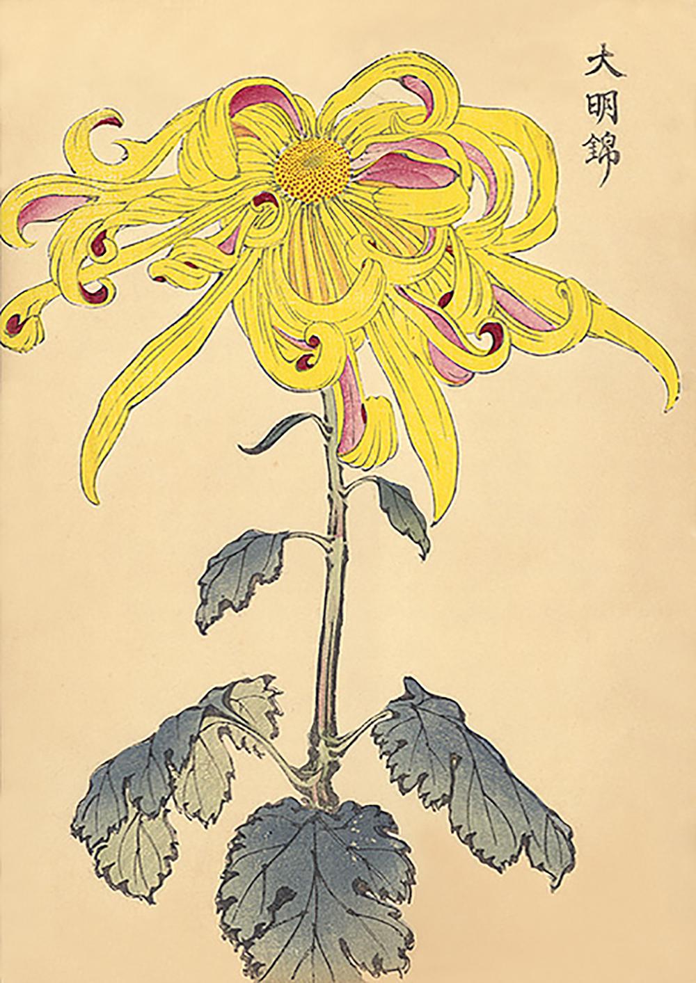 Unknown Still-Life Print - Chrysanthemum Woodblock Print - 3
