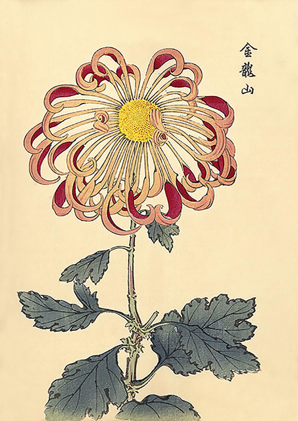 Unknown Still-Life Print - Chrysanthemum Woodblock Print - 5