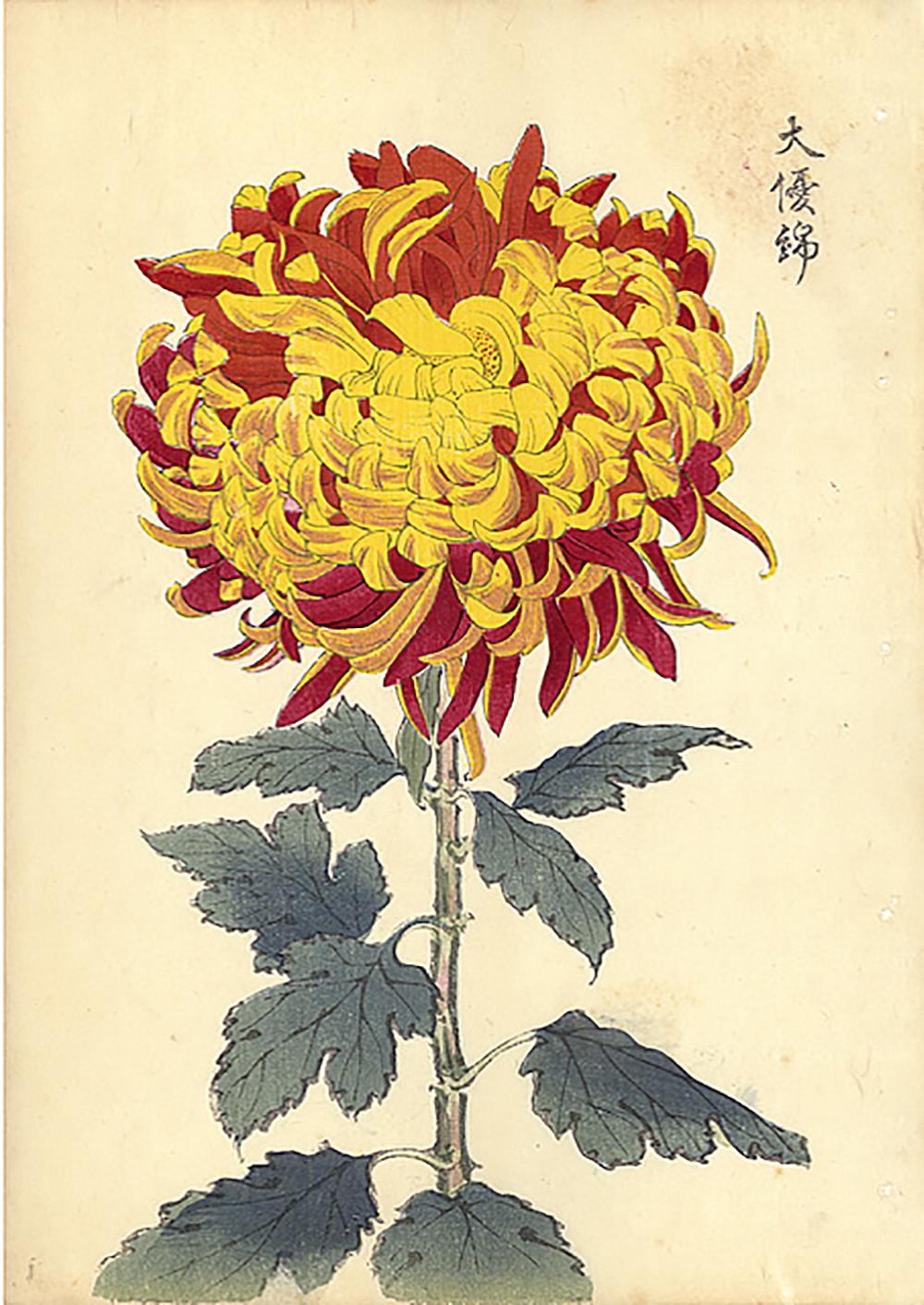 Unknown Landscape Print - Chrysanthemum Woodblock Print - 7