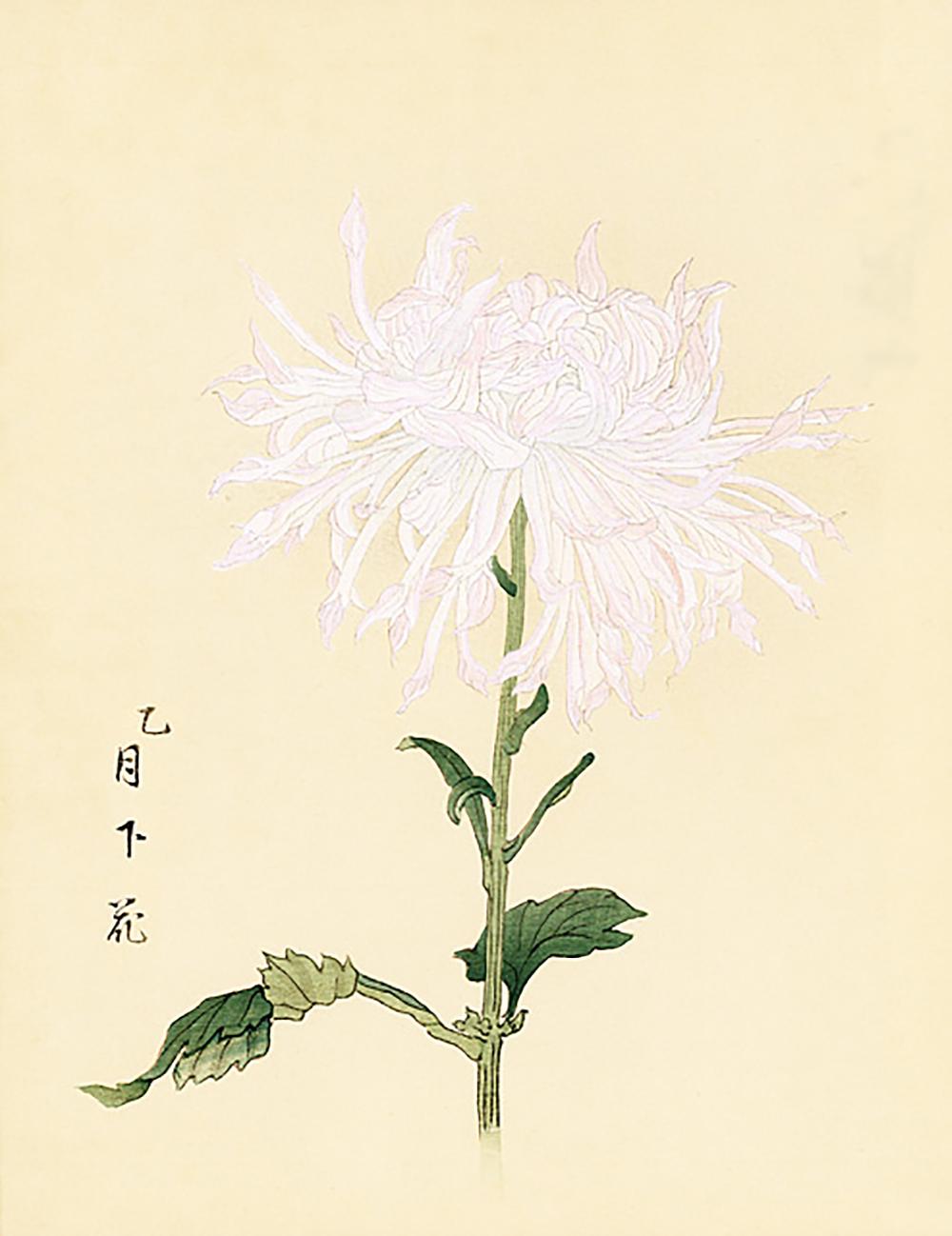 Unknown Still-Life Print - Chrysanthemum Woodblock Print - 8