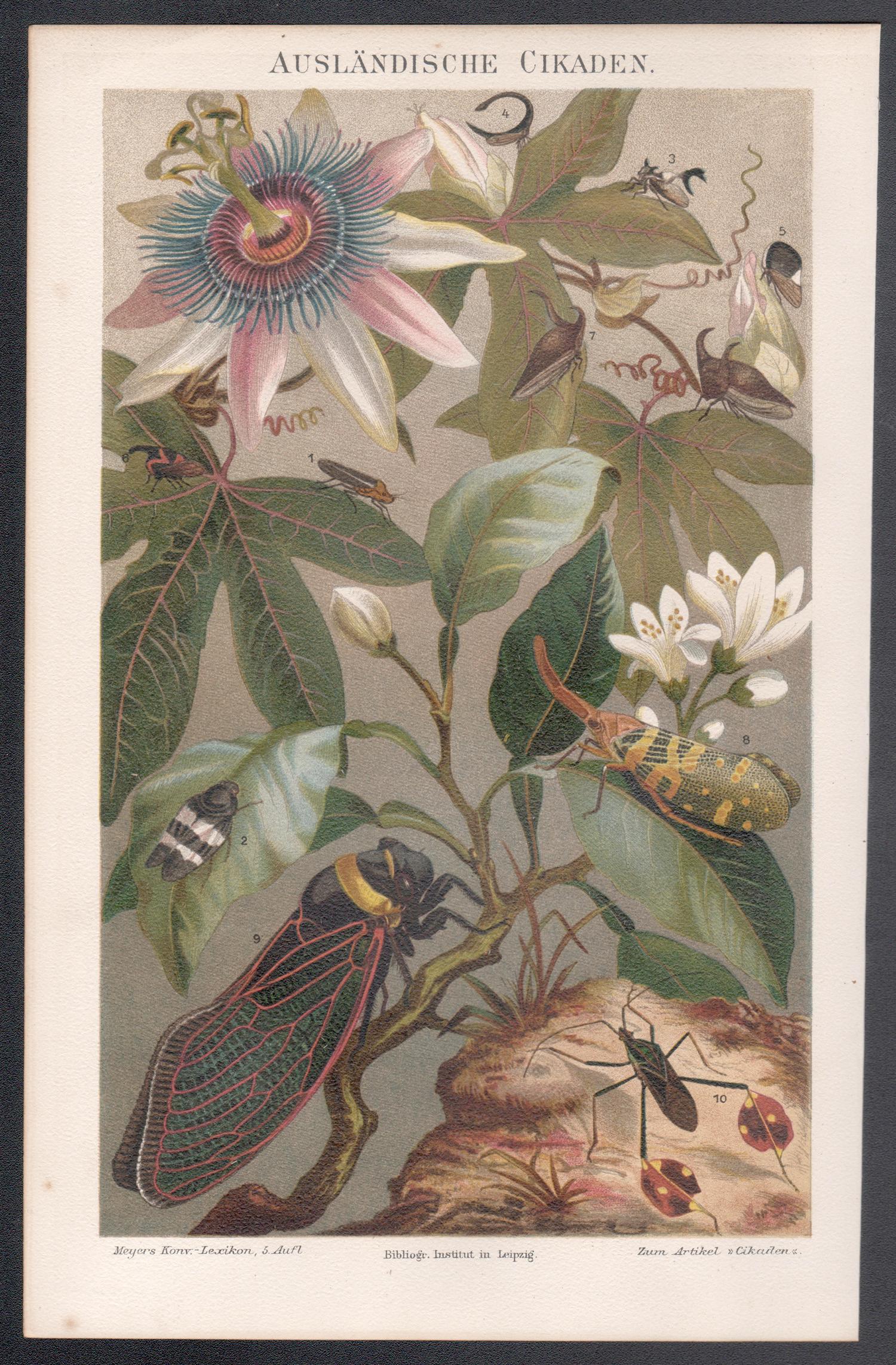 Cigarradas, impresión cromolitográfica alemana antigua de insectos de historia natural - Print de Unknown