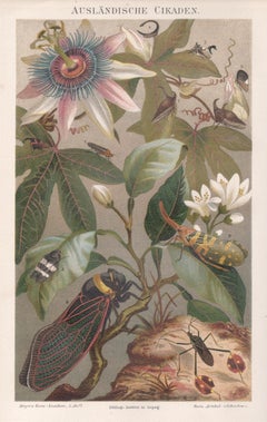 Cicadas, deutsche antike Naturgeschichte Insekt Chromolithographie Druck