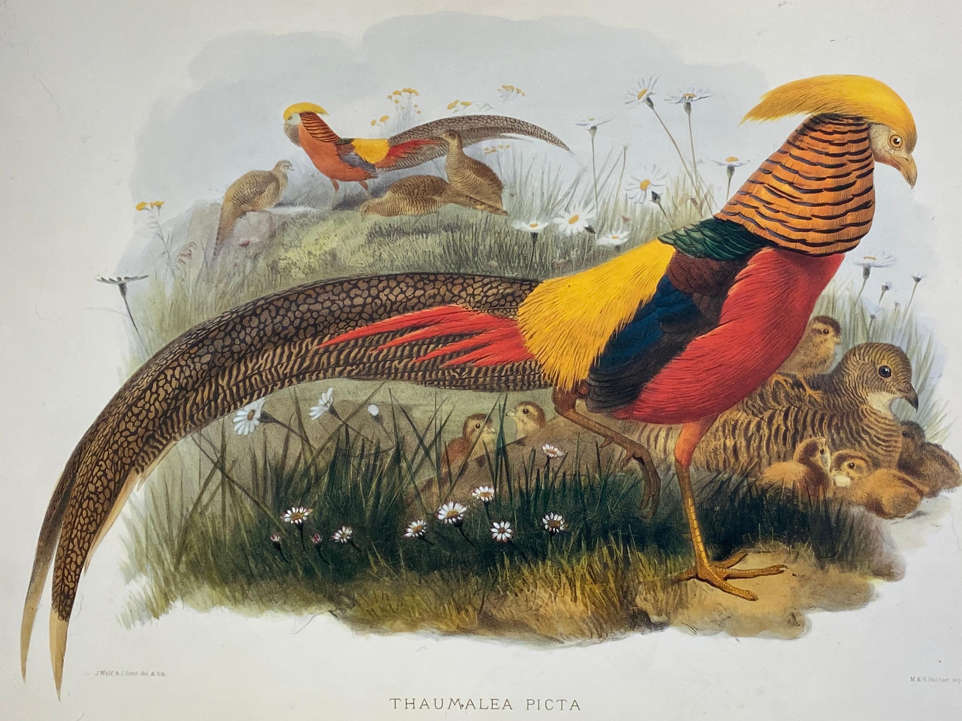 Classic Bird Color Prints x 3, Beautiful Set of 3 Classical Birds - Gray Animal Print by Unknown