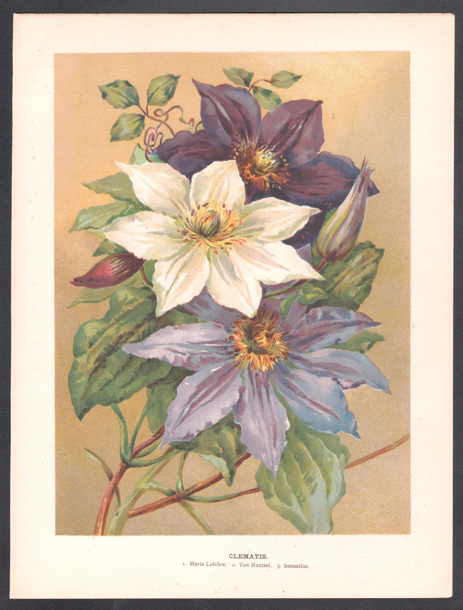 Clemátide, flor antigua inglesa cromolitografía botánica, 1896 - Print de Unknown