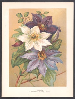 Clemátide, flor antigua inglesa cromolitografía botánica, 1896