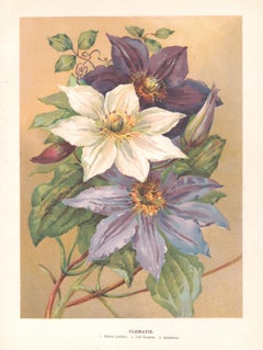 Clematis, English Antique flower botanical chromolithograph, 1896