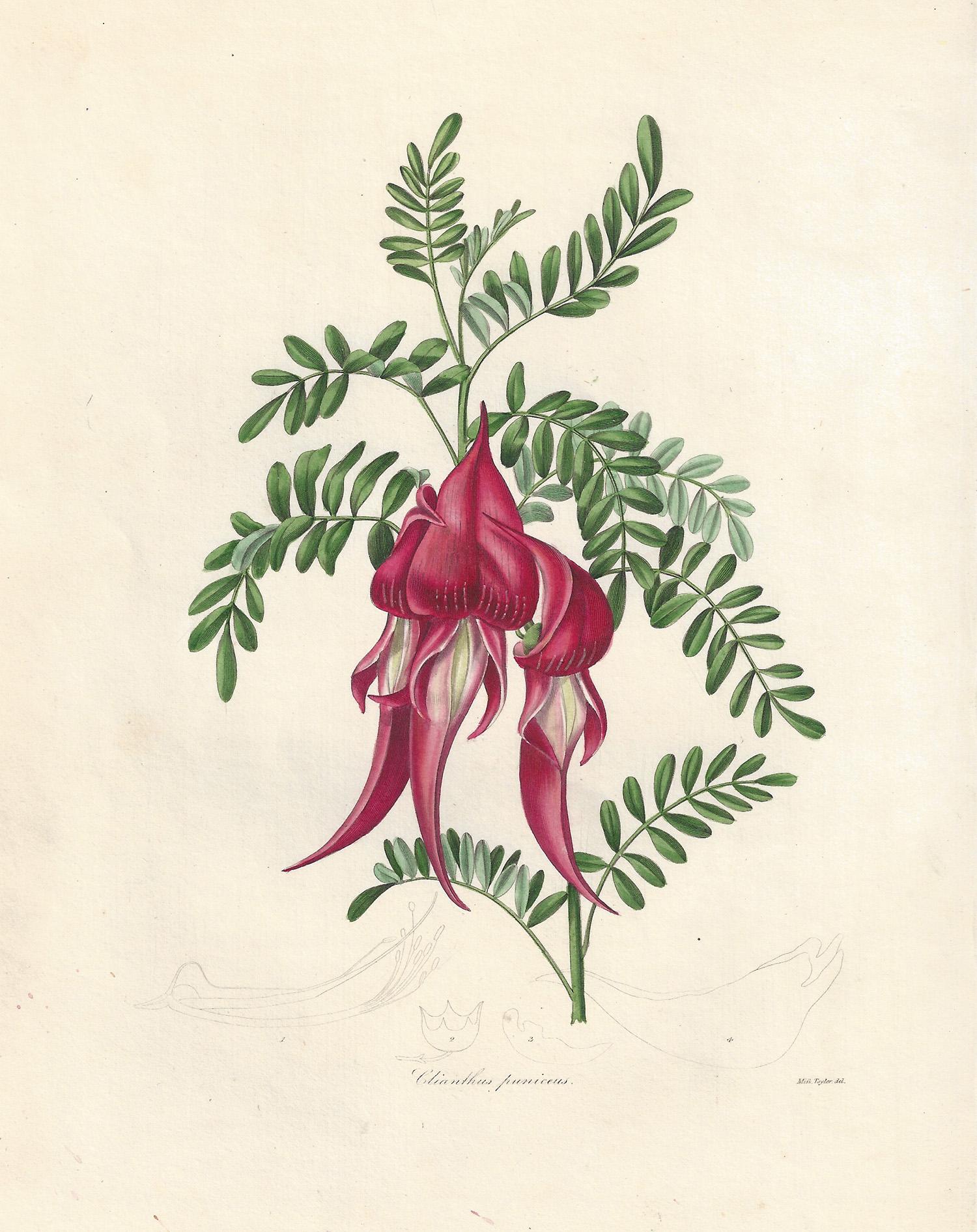 Unknown Still-Life Print - Clianthus puniceus (New Zealand),  Benjamin Maund botanical engraving