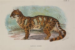 Clouded Leopard Antique Print