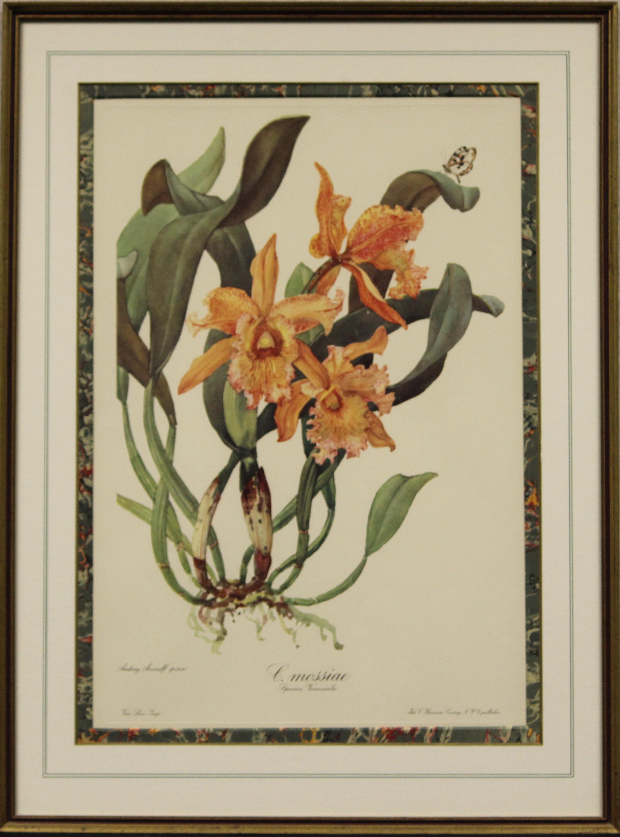 "C.mossiae" - Print by Unknown