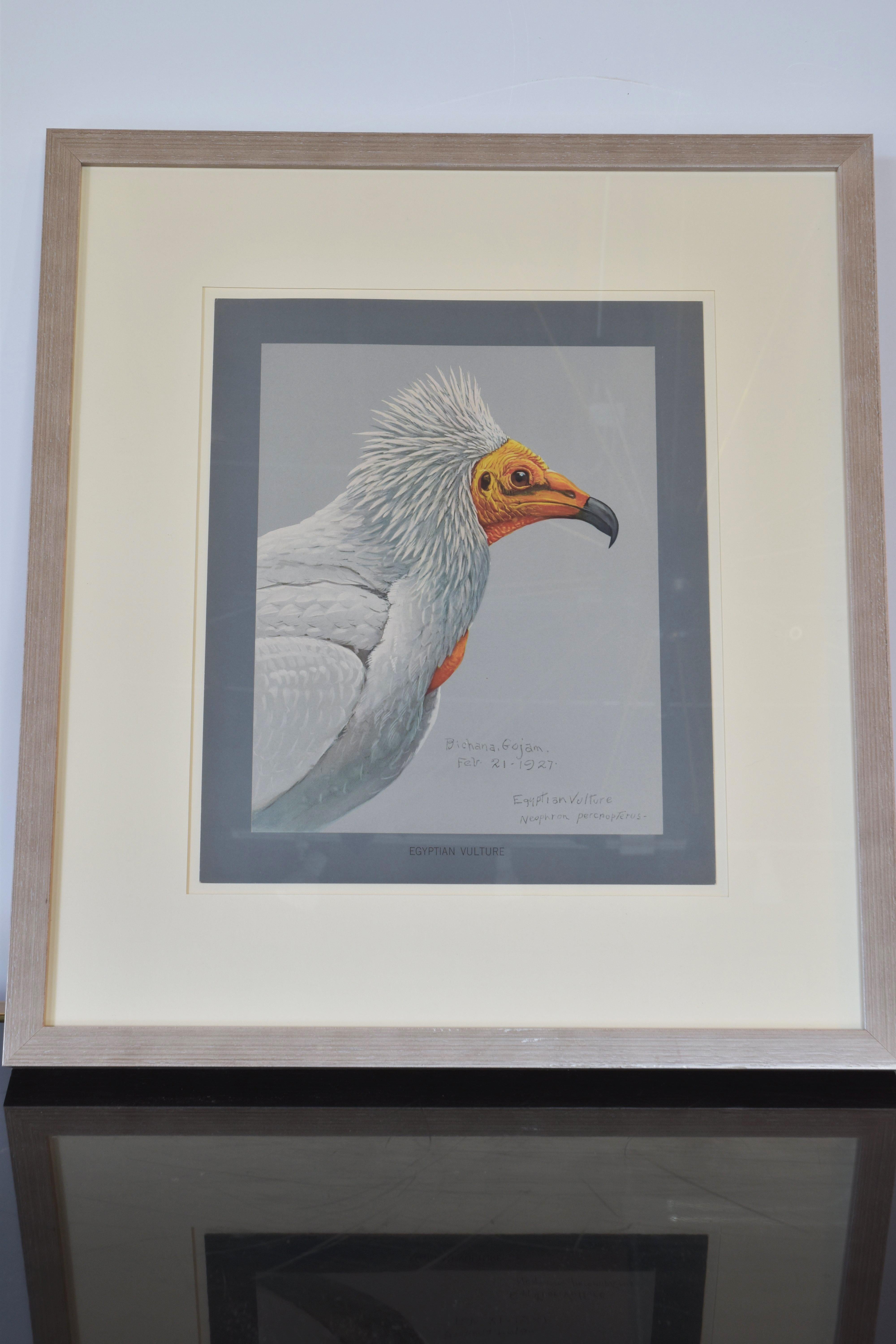 Collection of Eight Bird Prints (Beige), Animal Print, von Unknown