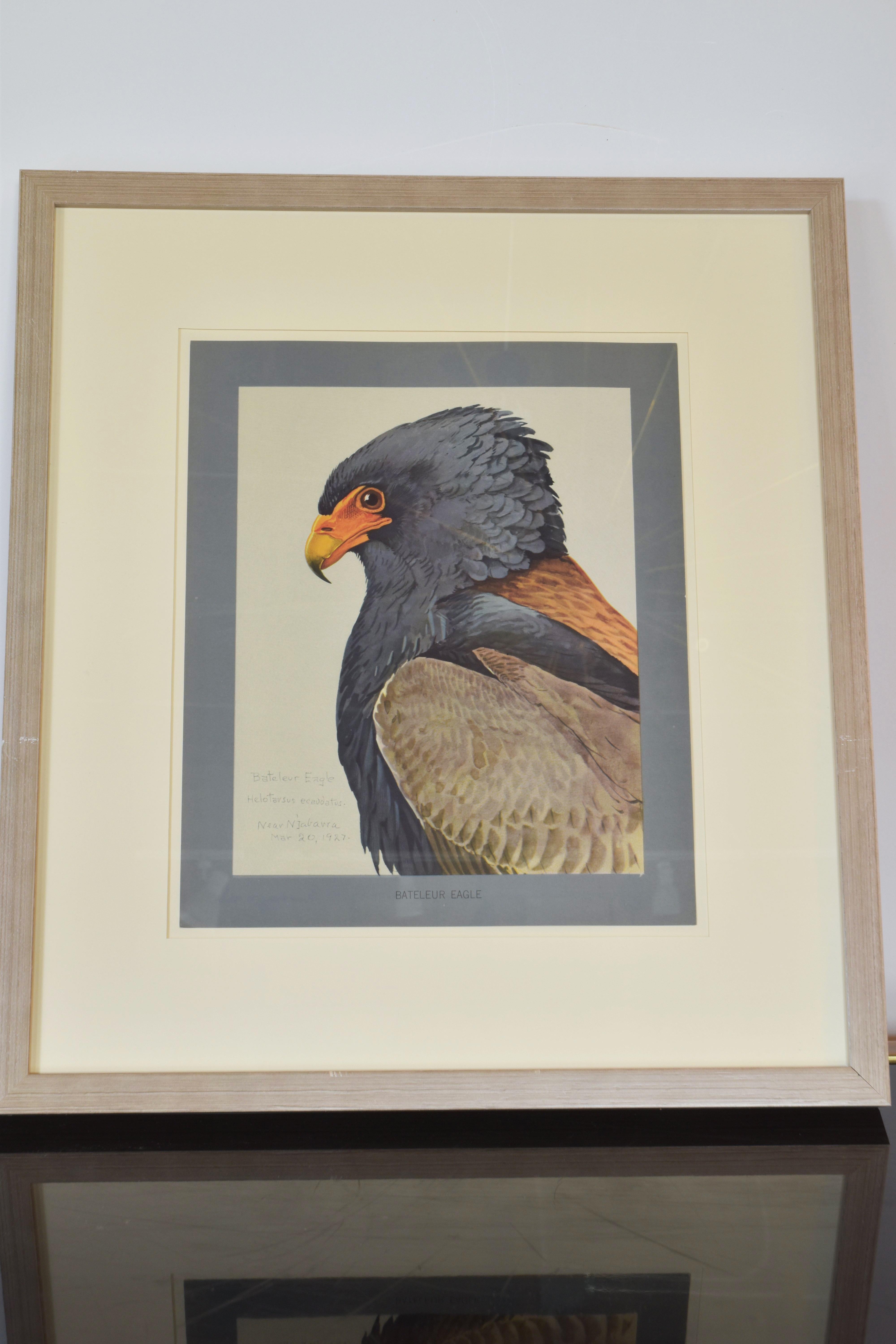 Collection of eight (8) bird prints in a gray washed wood frame with gray and ecru mats.  Crested Hornbill African Tawny Eagle. Gray Plantain Eater. Bateleur Eagle. Egyptian Vulture. Black Bellied Bustard. African Sea Eagle.  These prints are from