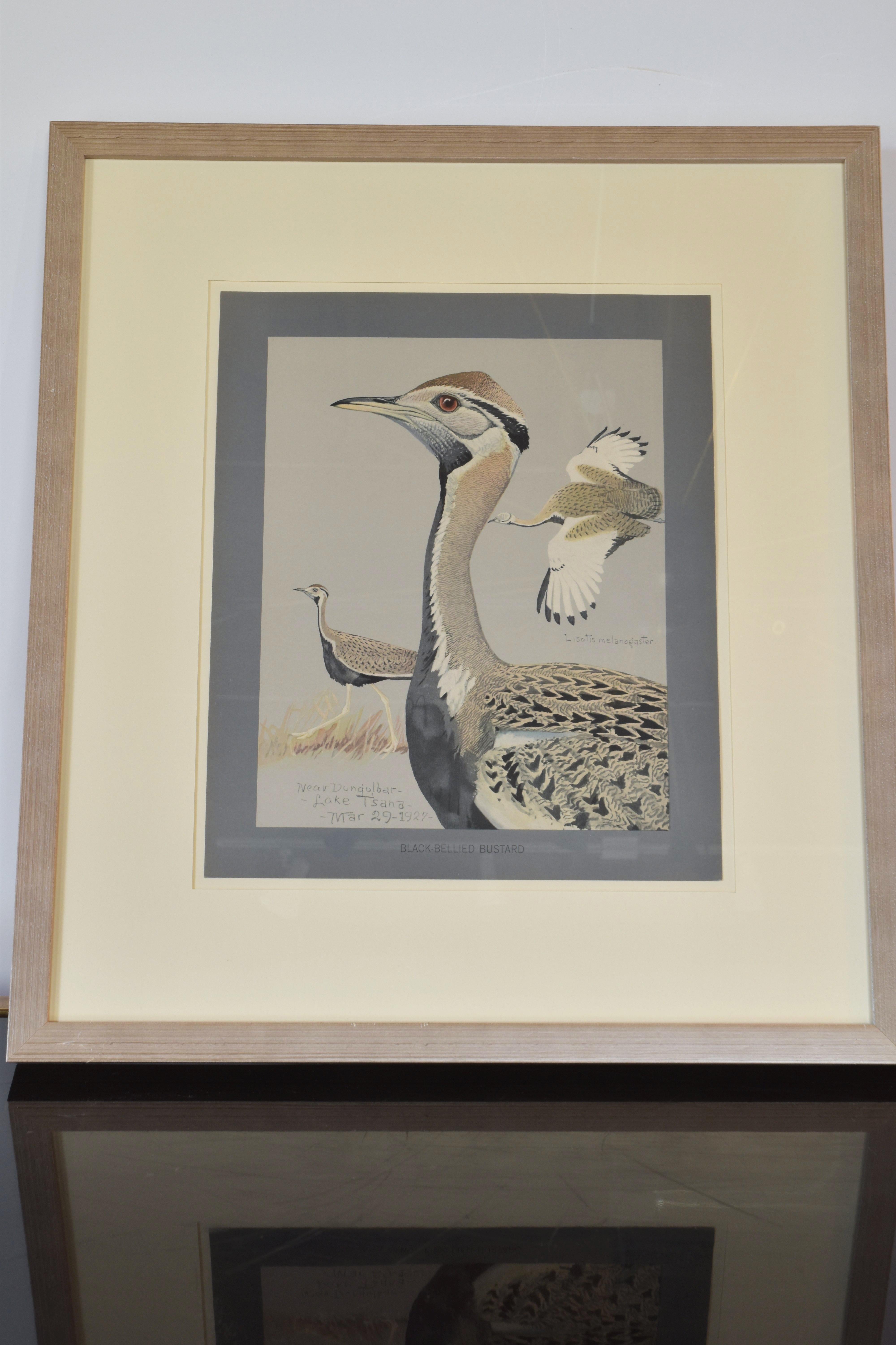 Collection of Eight Bird Prints im Angebot 1