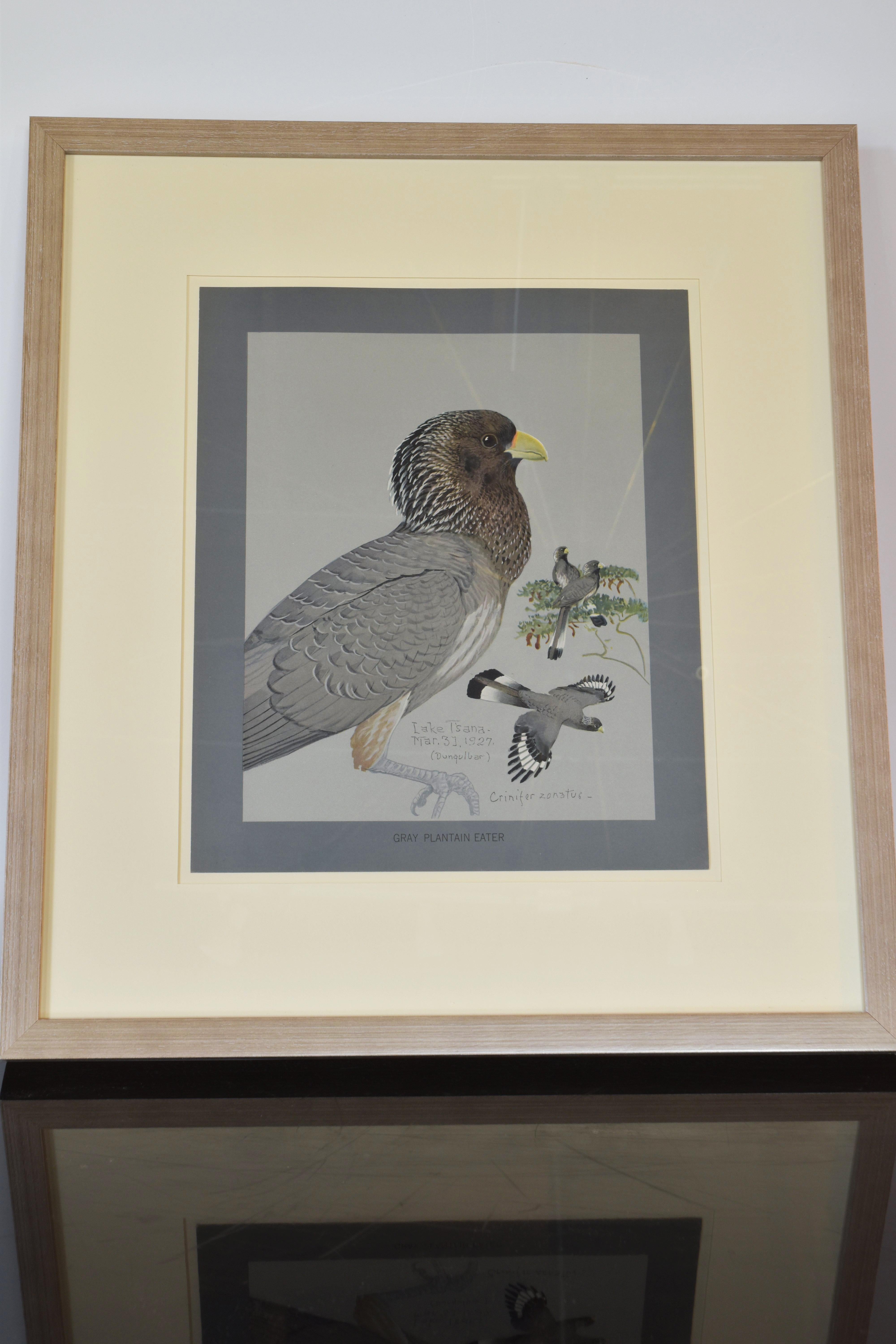 Collection of Eight Bird Prints im Angebot 2