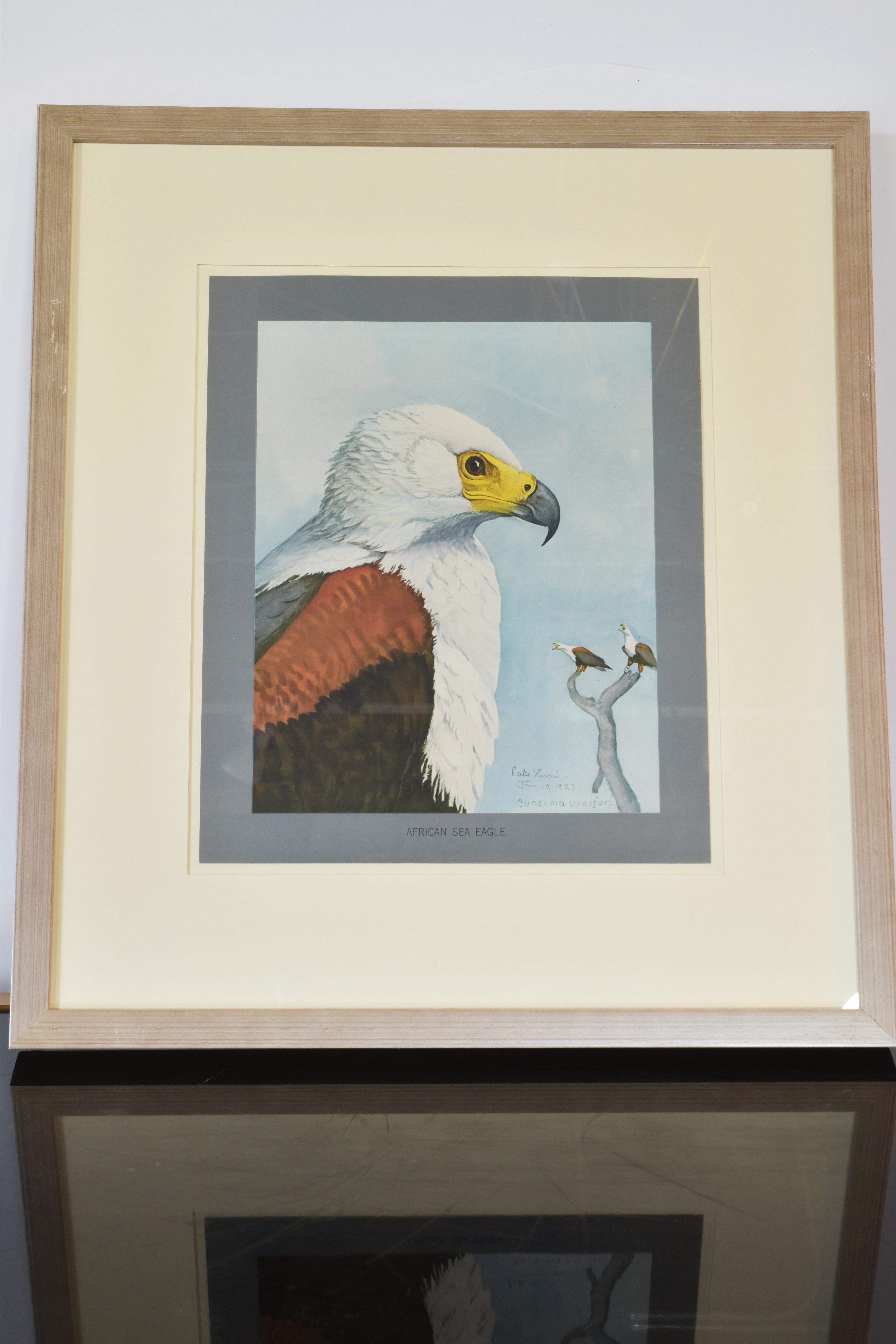 Collection of Eight Bird Prints For Sale 2