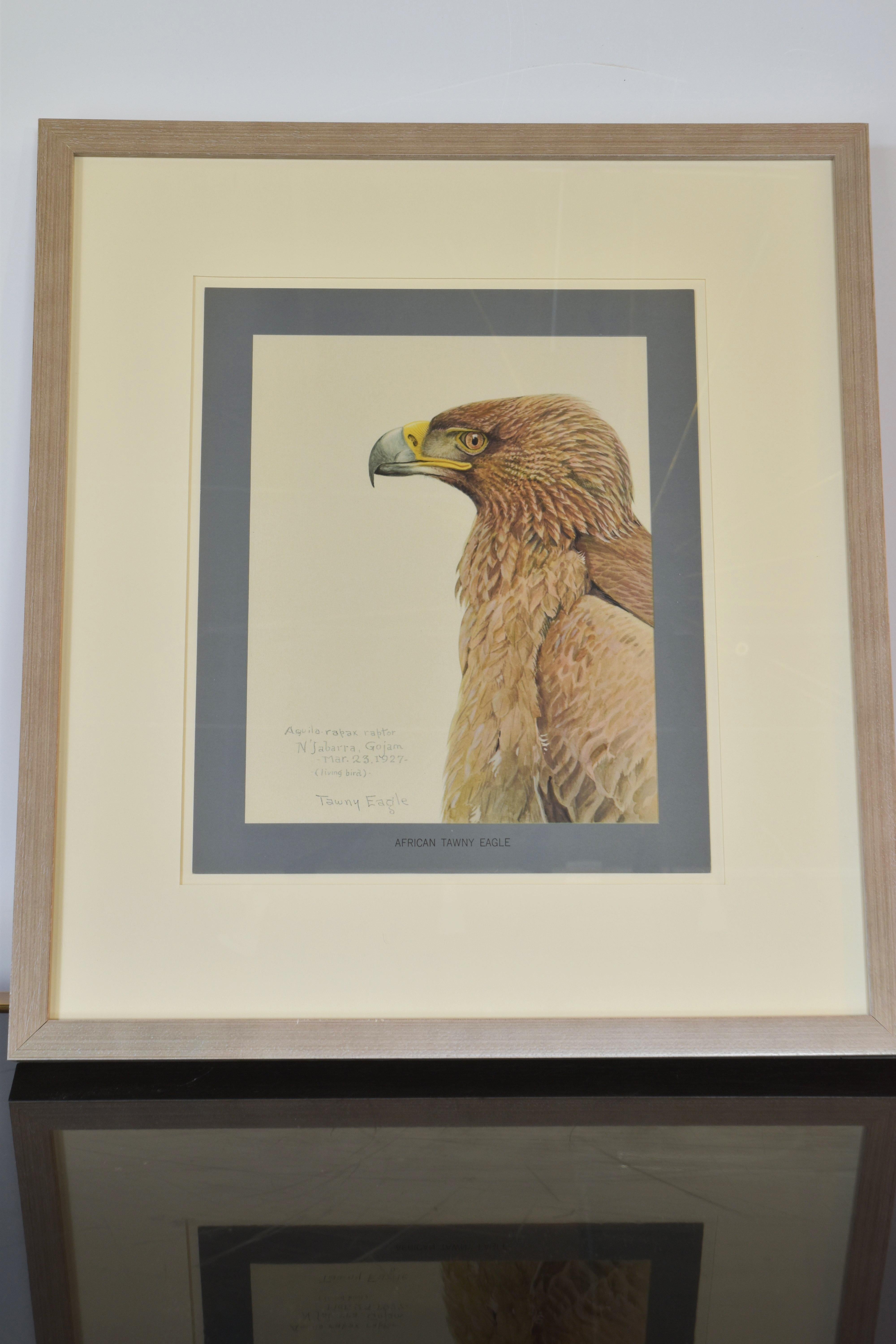 Collection of Eight Bird Prints im Angebot 4