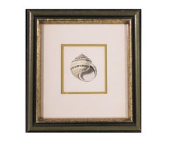 Colorful Snail Shell Engraving