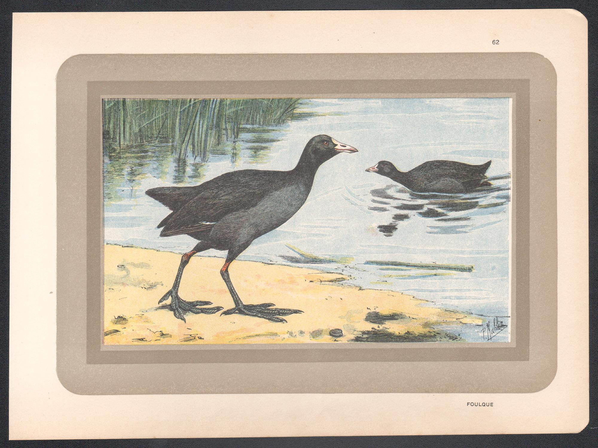 Common Coot, gravure d'art d'oiseau d'eau ancienne de l'histoire naturelle française - Print de Unknown