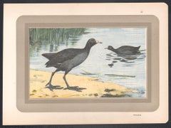 Common Coot, French antique natural history water bird art print