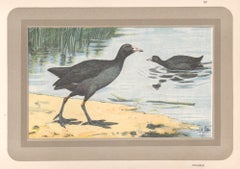 Common Coot, gravure d'art d'oiseau d'eau ancienne de l'histoire naturelle française
