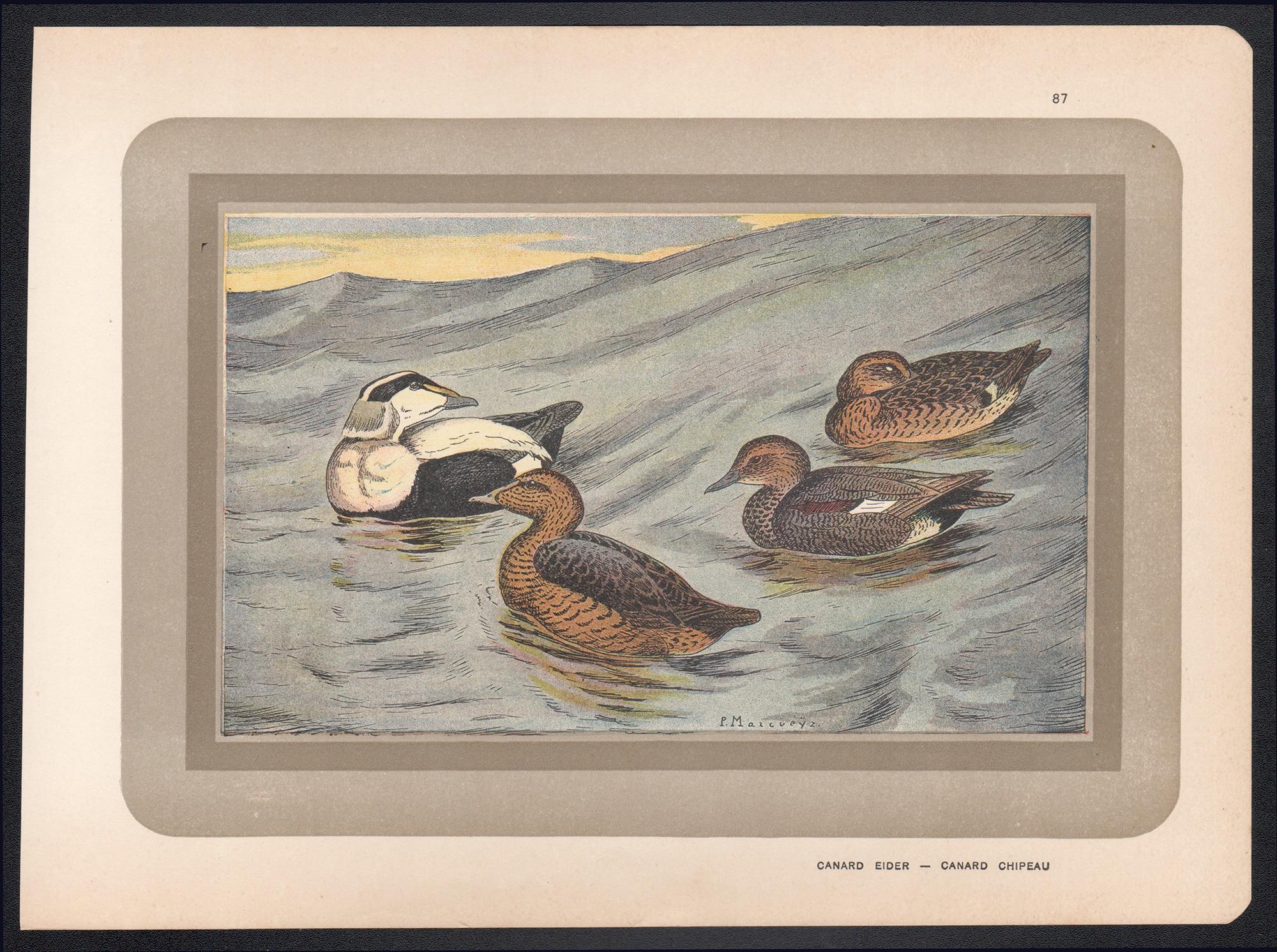 Common Eider, Französischer antiker naturkundlicher Vogelstamm-Illustrationdruck – Print von Unknown