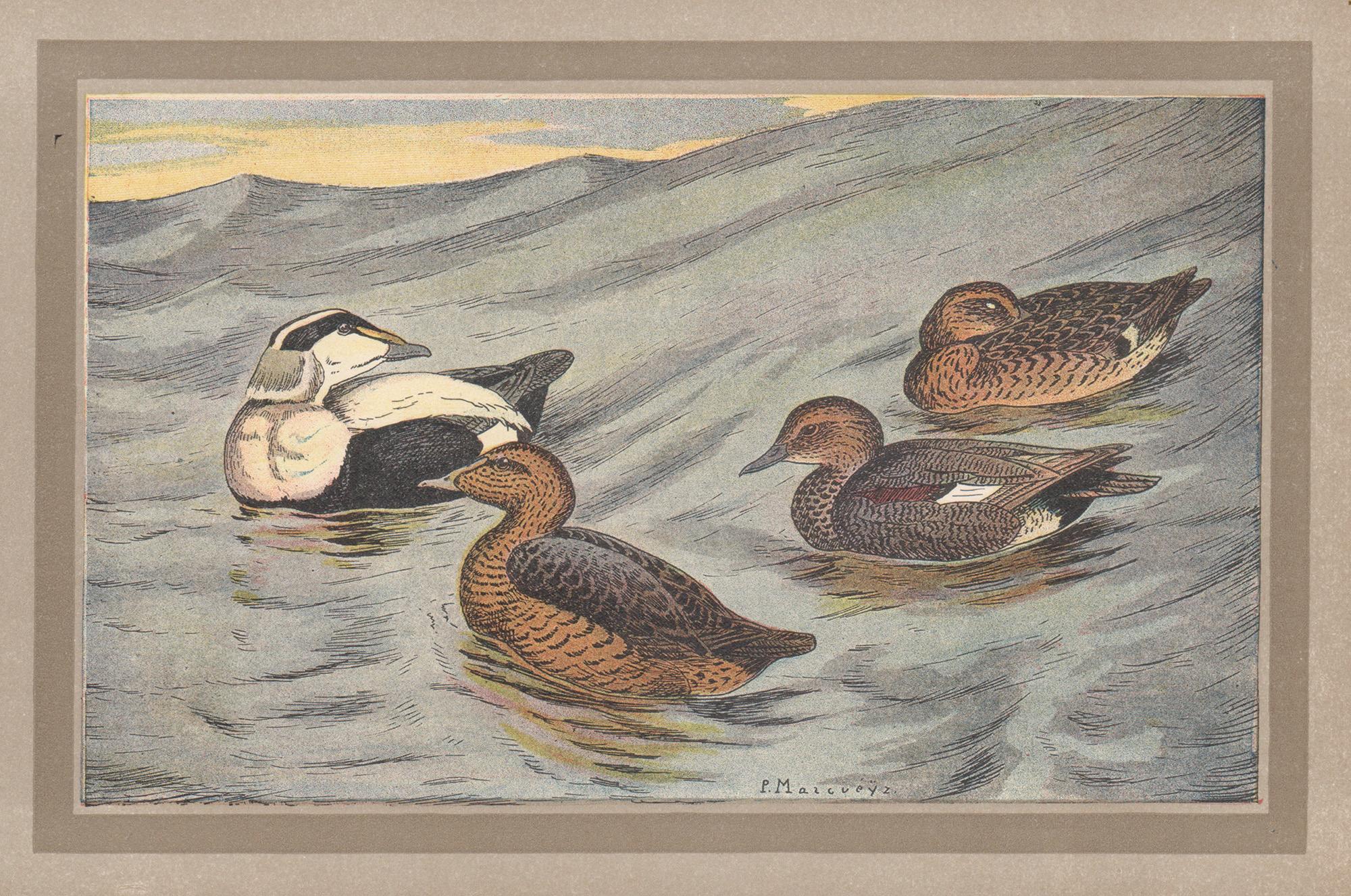 Unknown Animal Print - Common Eider, French antique natural history bird duck art illustration print