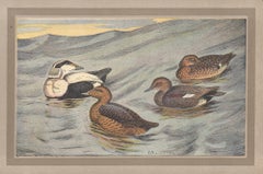 Common Eider, French antique natural history bird duck art illustration print