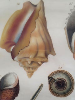 CONCHIGLIE - Univalvi Press 1970