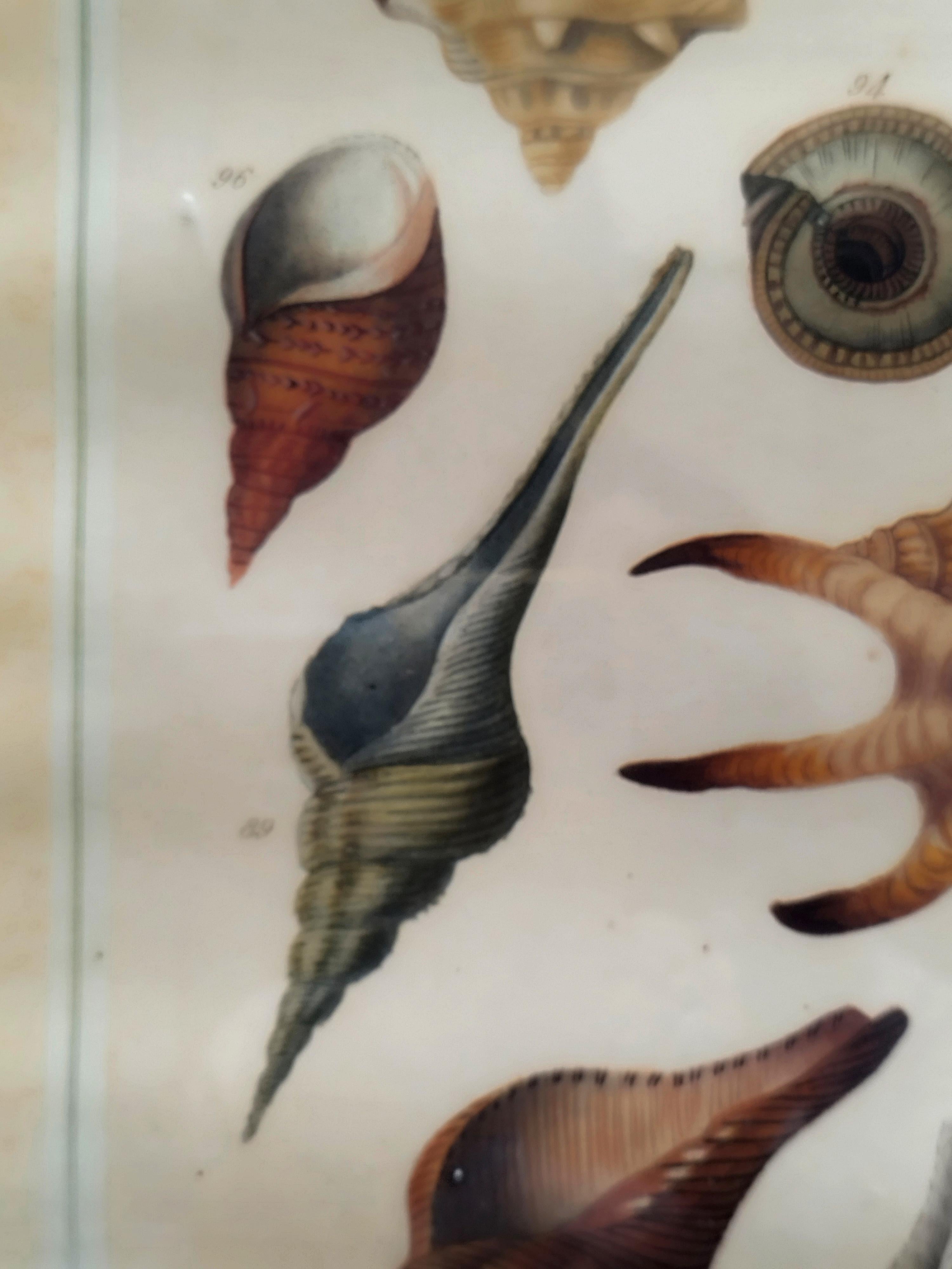 Dekorativer lithografischer Druck von Meereslebewesen Titel 'Univalvi', der Muscheln von 14 Weichtierarten zeigt, Reproduktion eines Muschelstichs von Nicolas Martinet.