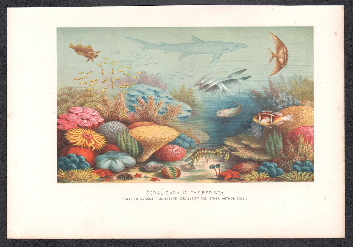 Banco de coral en el Mar Rojo, cromolitografía submarina, hacia 1880 - Print de Unknown