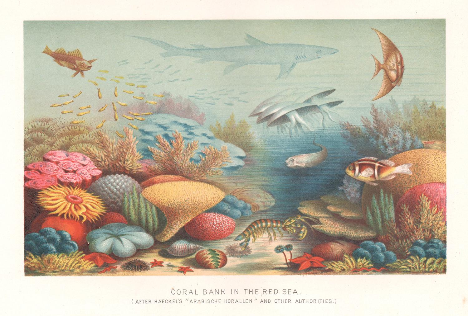 Still-Life Print de Unknown - Banco de coral en el Mar Rojo, cromolitografía submarina, hacia 1880