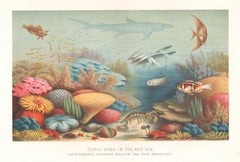 Antique Coral Bank in the Red Sea, underwater sea chromolithograph, circa 1880