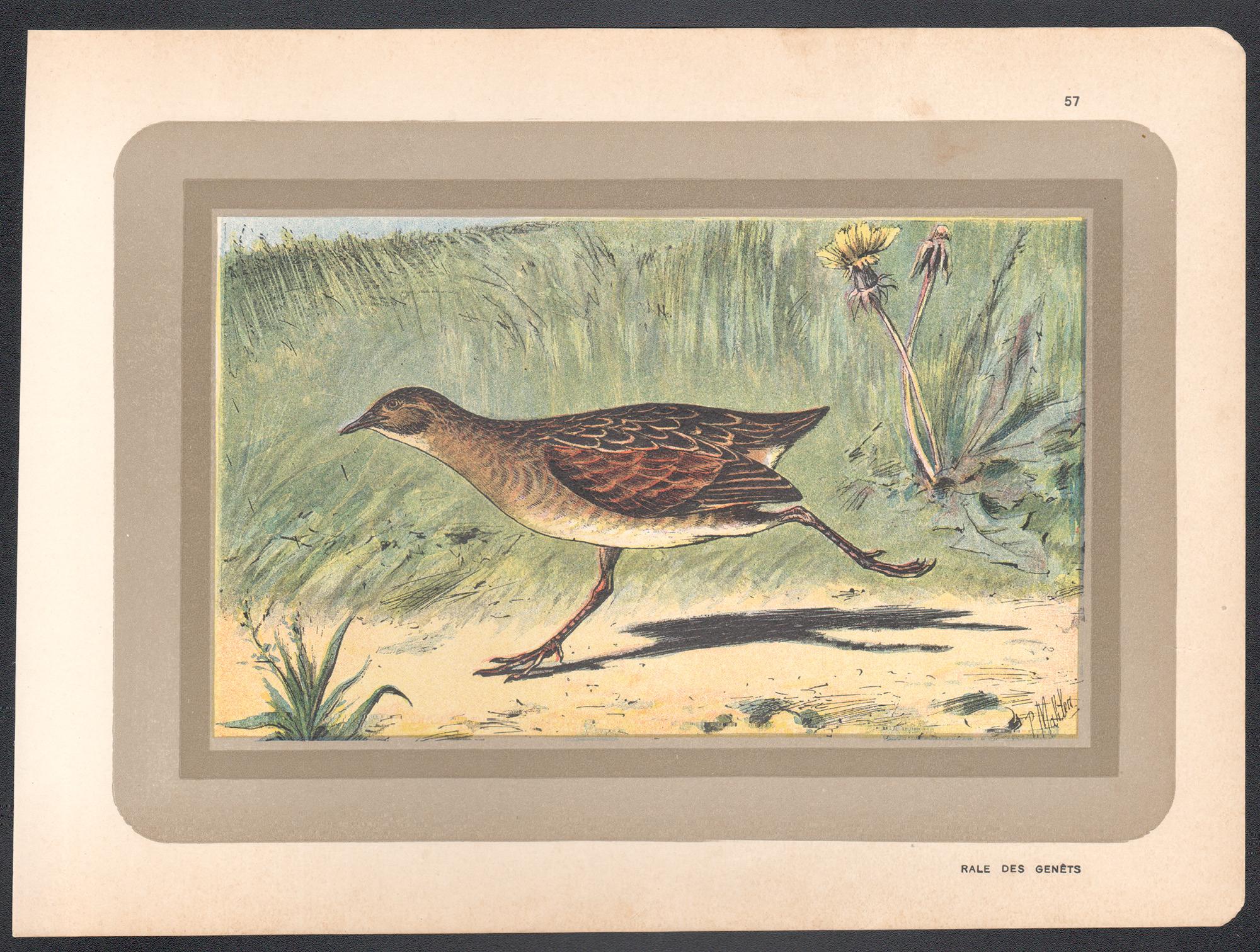 Corn Crake, gravure d'art d'oiseaux aquatiques d'histoire naturelle française d'antiquités - Print de Unknown