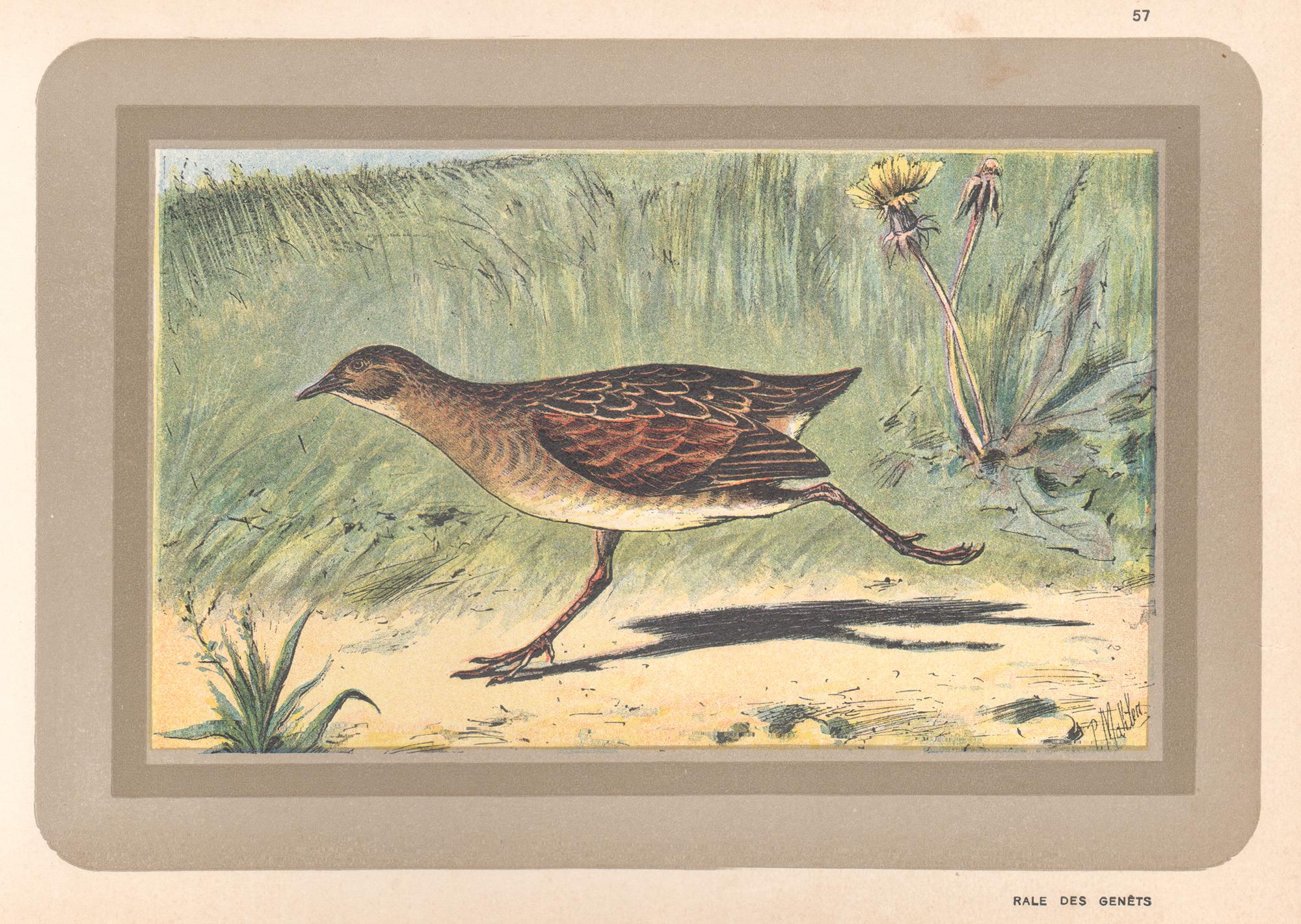 Corn Crake, French antique natural history water bird art print