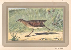 Wachtelkönig, Französisch antike Naturgeschichte Wasservogel Kunstdruck