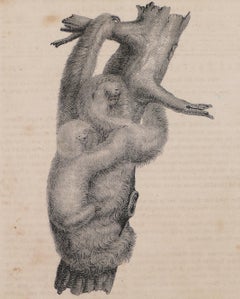 Couple of Sloths - Original Lithograph - 1828