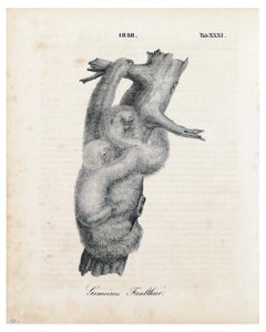 Antique Couple of Sloths - Original Lithograph - 1828