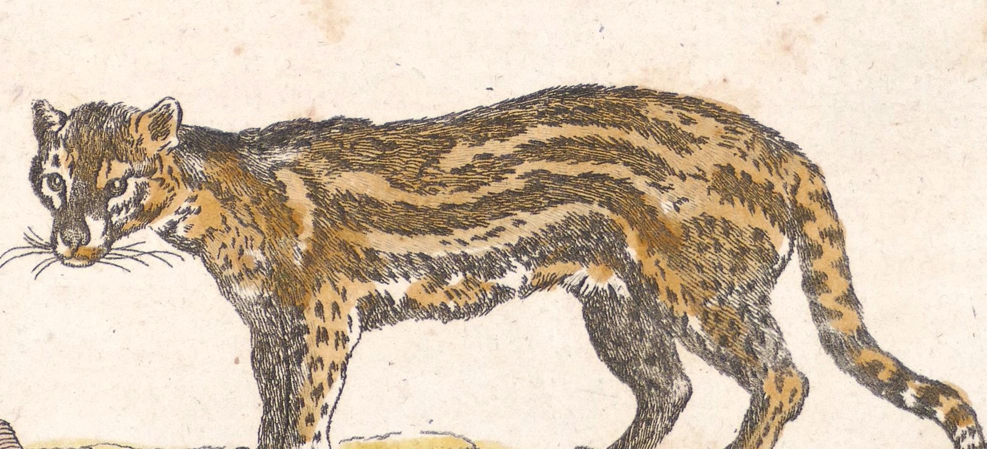 Couple of Wild Cats - Original Etching - 17th Century - Print by Unknown