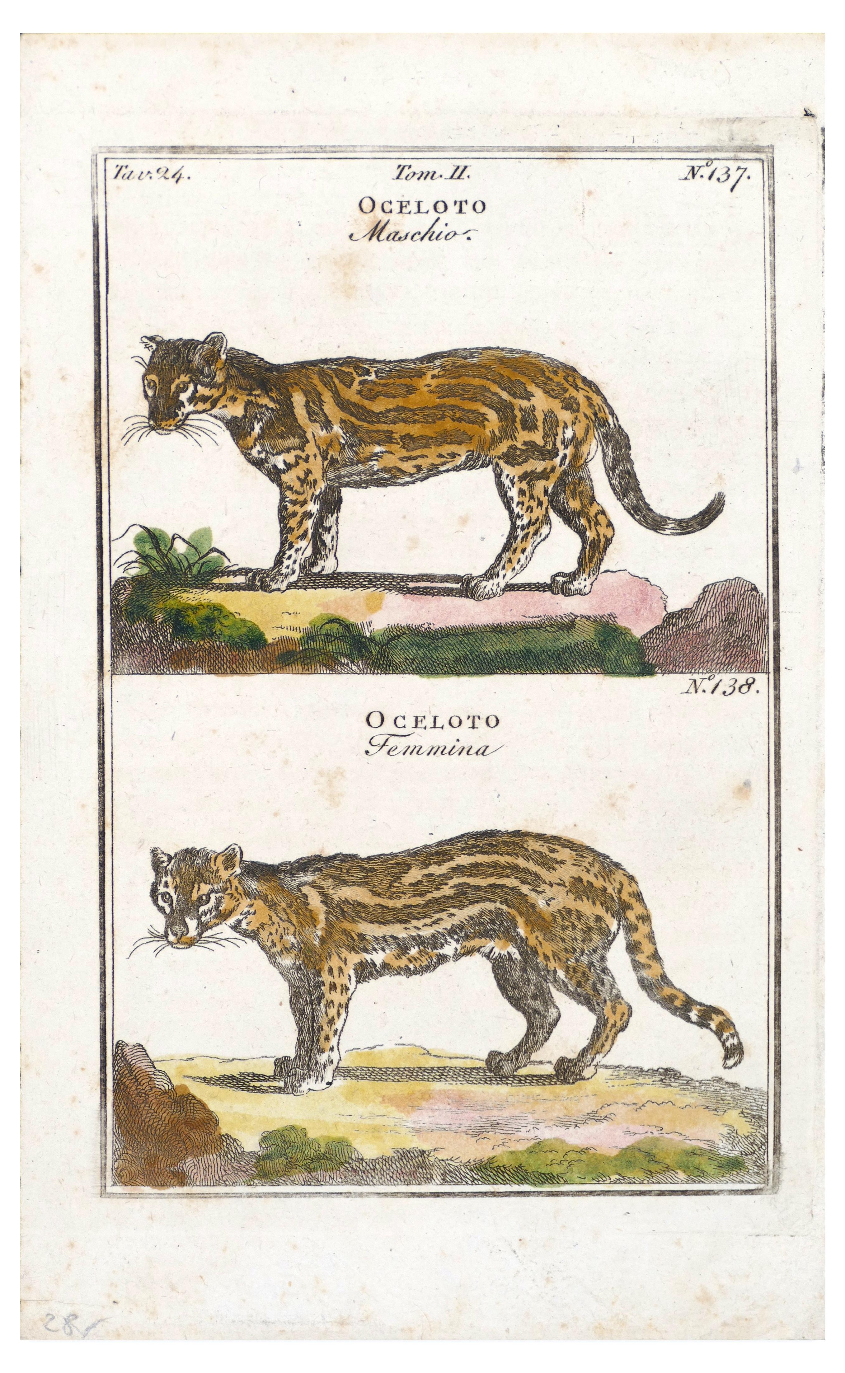 Unknown Figurative Print - Couple of Wild Cats - Original Etching - 17th Century