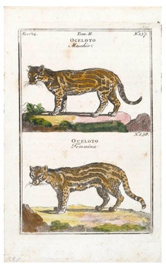 Couple of Wild Cats - Original Etching - 17th Century
