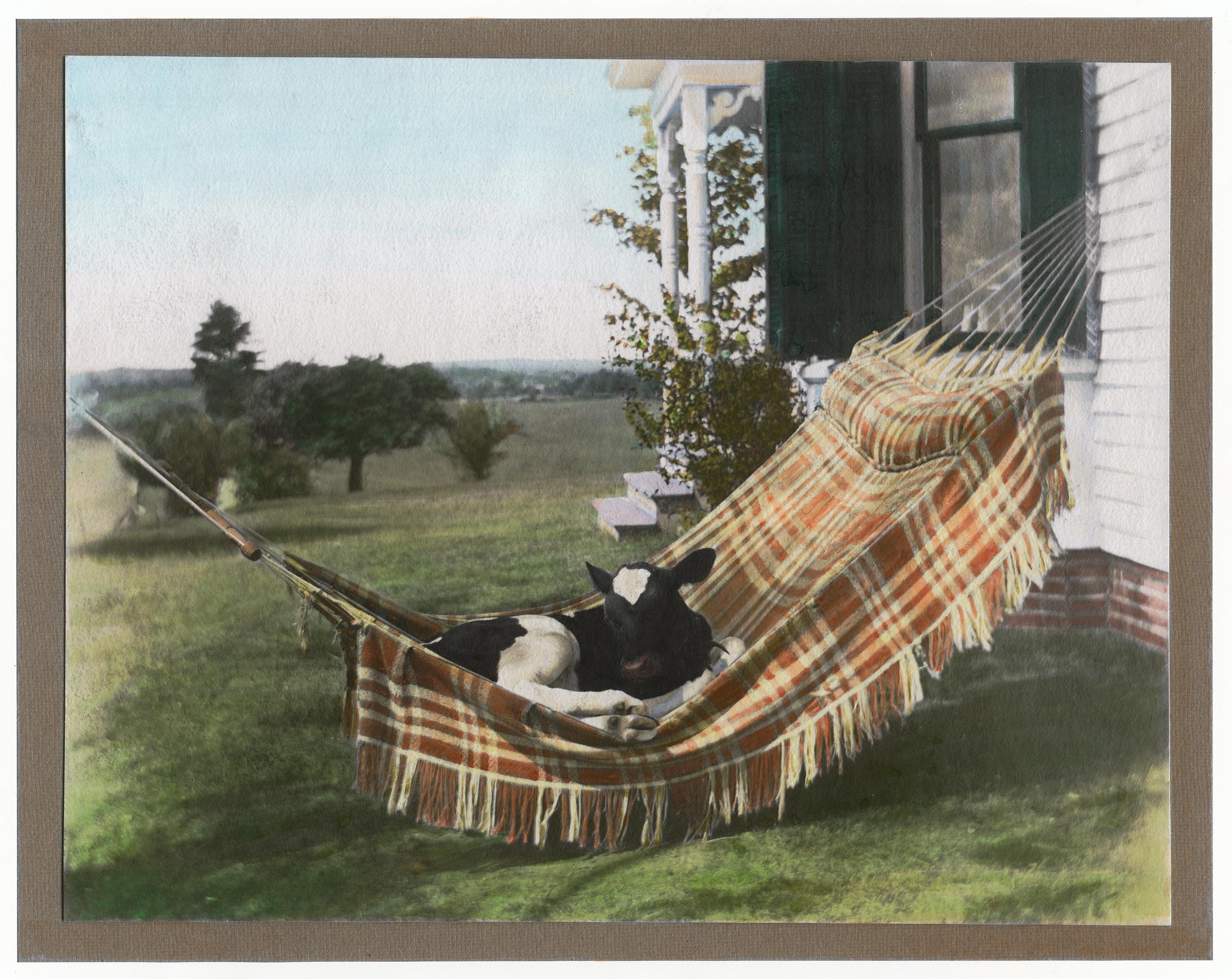 Unknown Black and White Photograph - Cow in Hammock