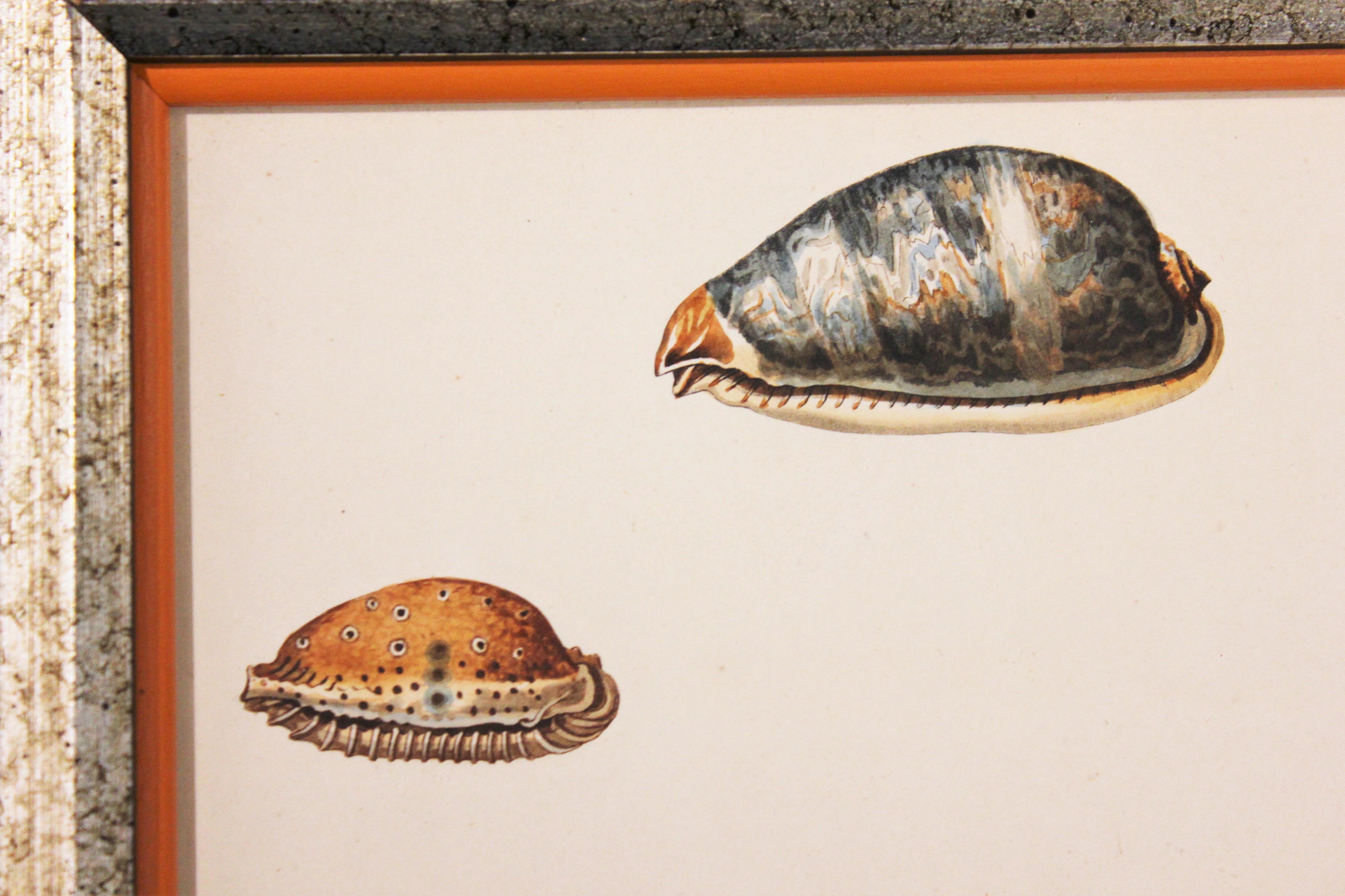 Cowry Type Hand Painted Shell Engravings.  - Naturalistic Print by Unknown