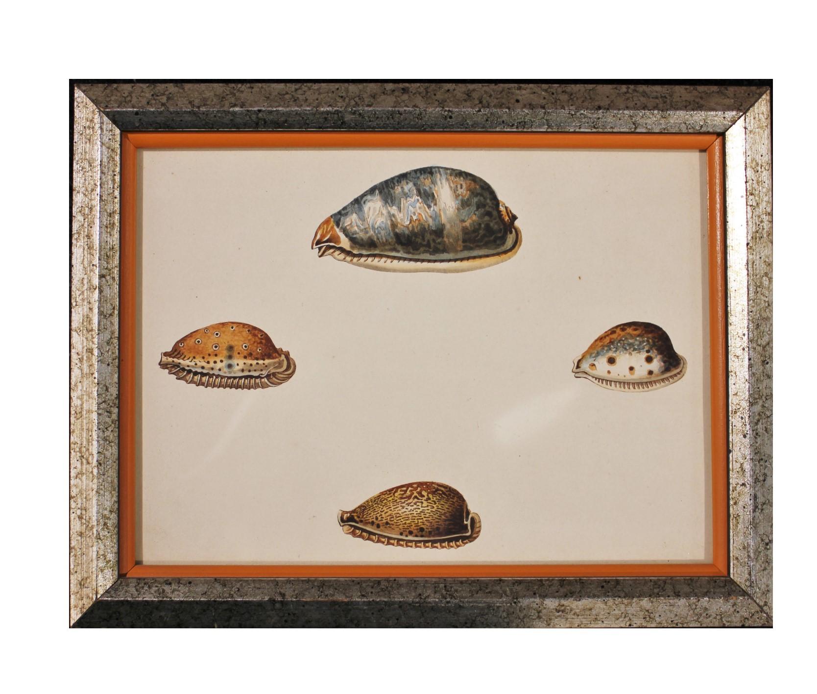 Unknown Figurative Print - Cowry Type Hand Painted Shell Engravings. 