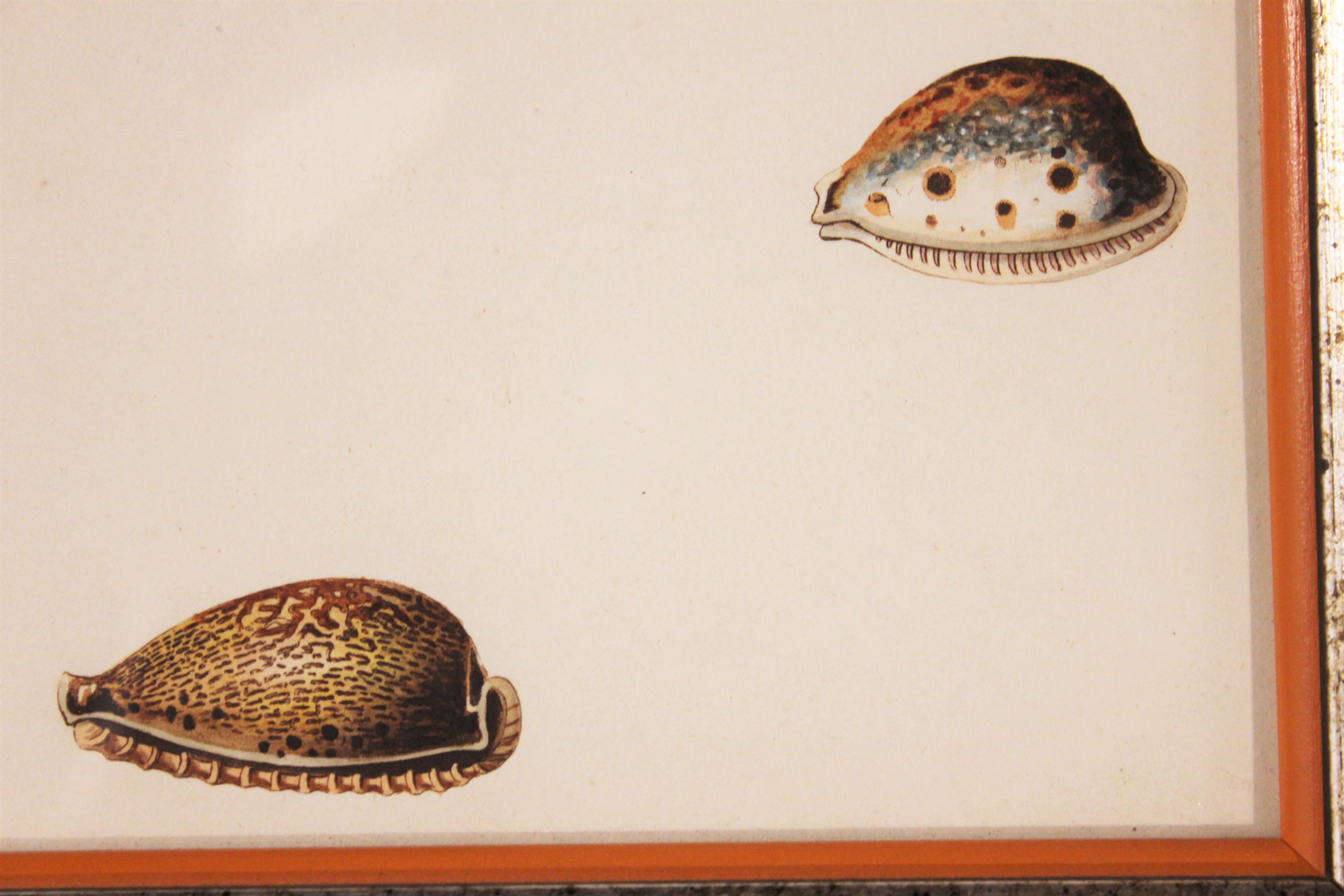 Cowry Type Hand Painted Shell Engravings.  - Print by Unknown