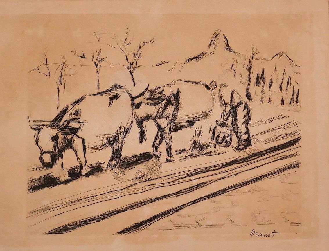 Unknown Animal Print - Cows - Original Etching on Paper - 20th Century
