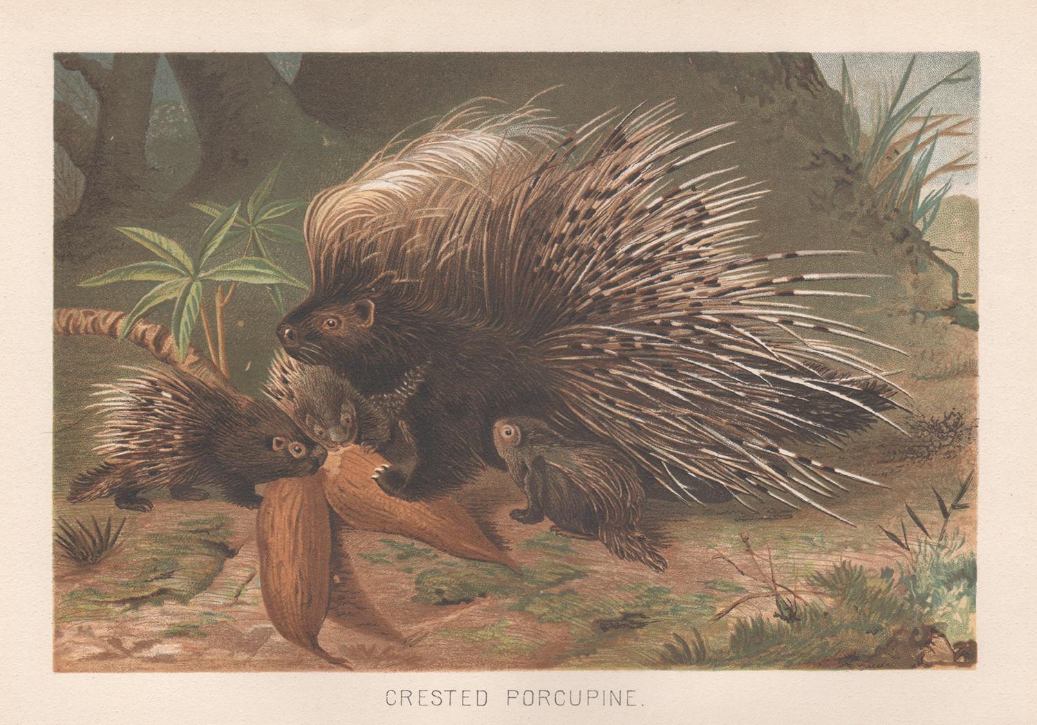 Crested Porcupine, Antique Natural History Chromolithograph, circa 1895