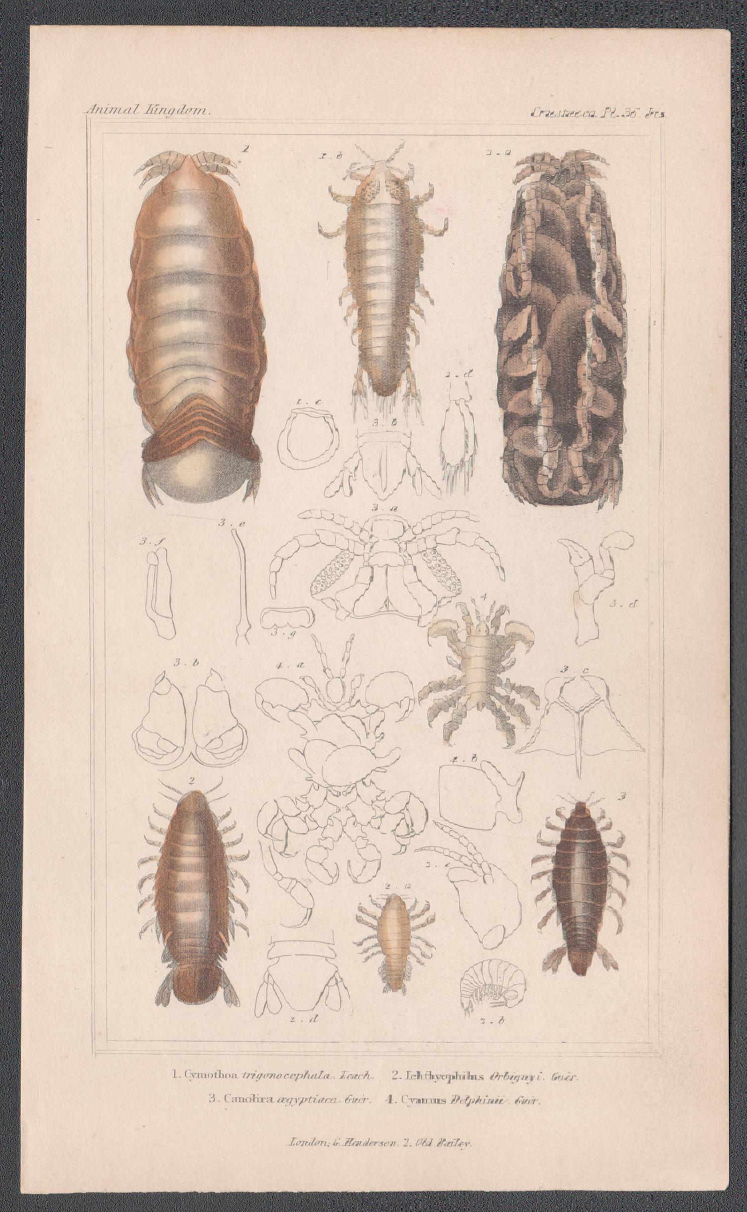 Crostacei, antica stampa inglese di storia naturale, 1837 - Print di Unknown