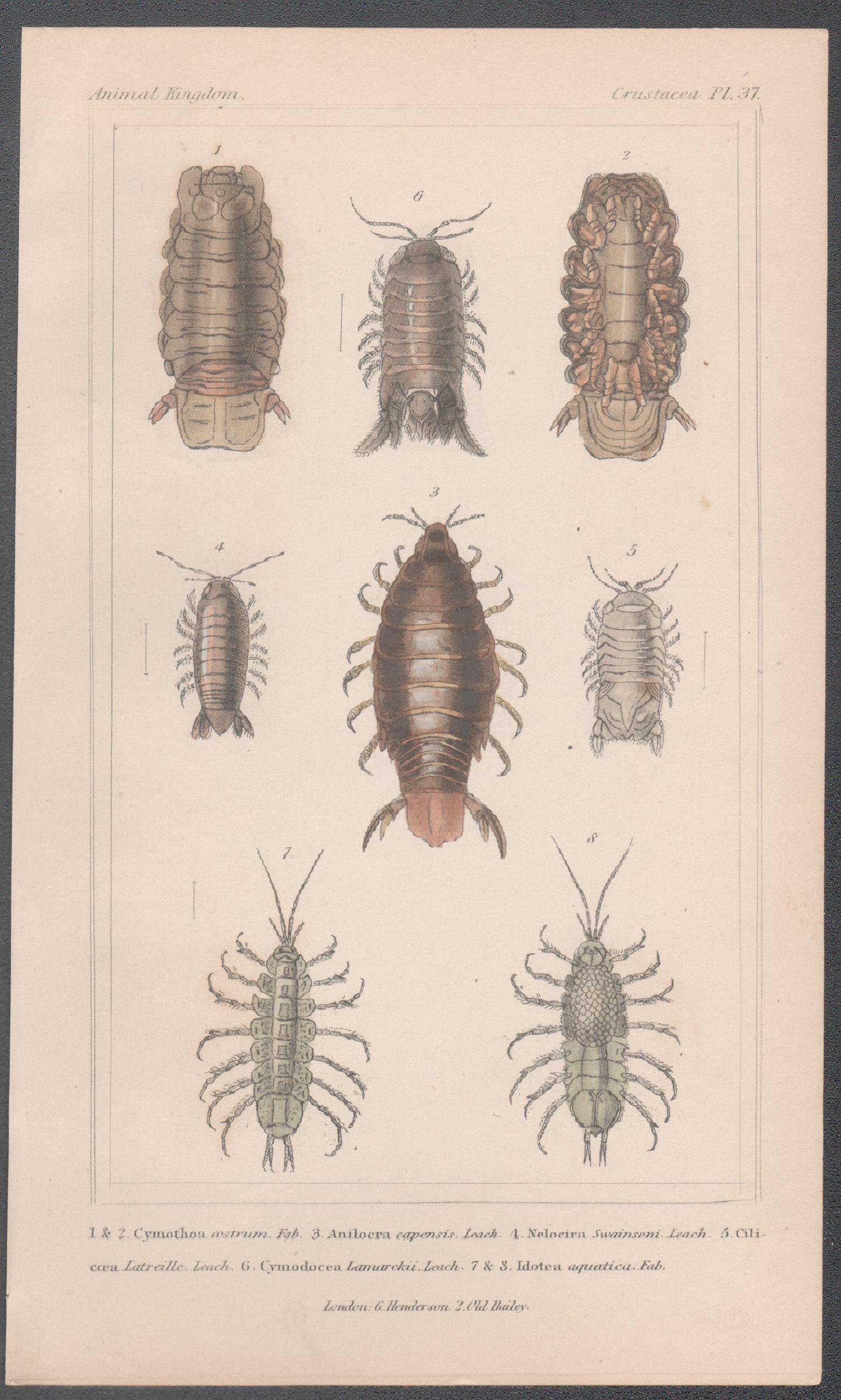 Crustaceans, antique English natural history engraving print, 1837 - Print by Unknown