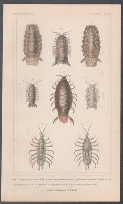 Crustaceans, antique English natural history engraving print, 1837