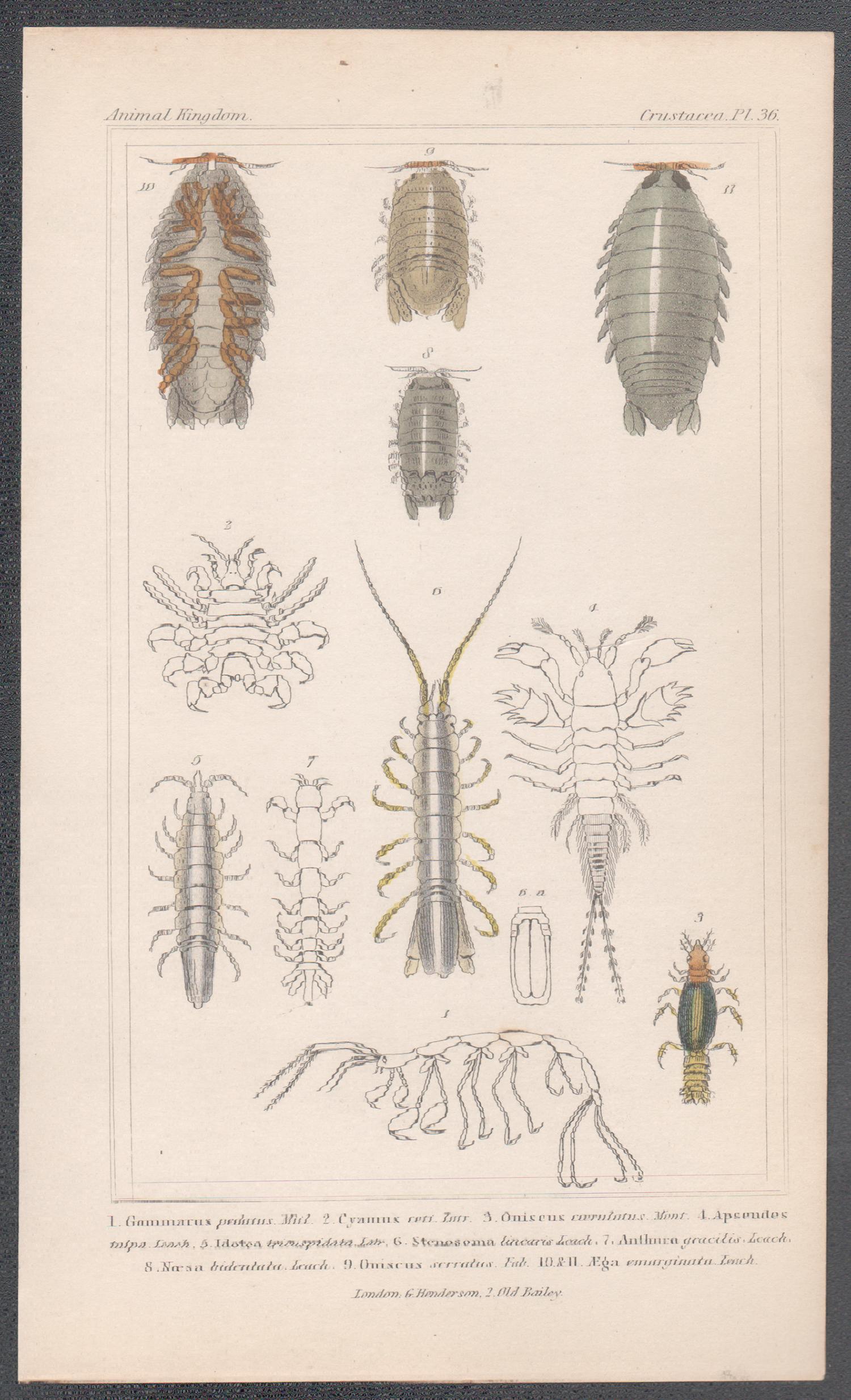 Crustaceans, antiker englischer Gravurdruck aus der Naturgeschichte, 1837 – Print von Unknown
